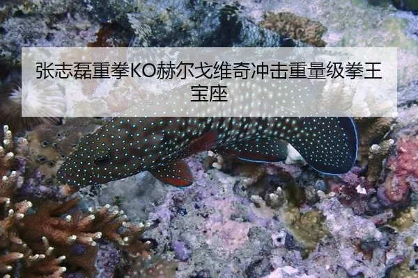 张志磊重拳KO赫尔戈维奇冲击重量级拳王宝座